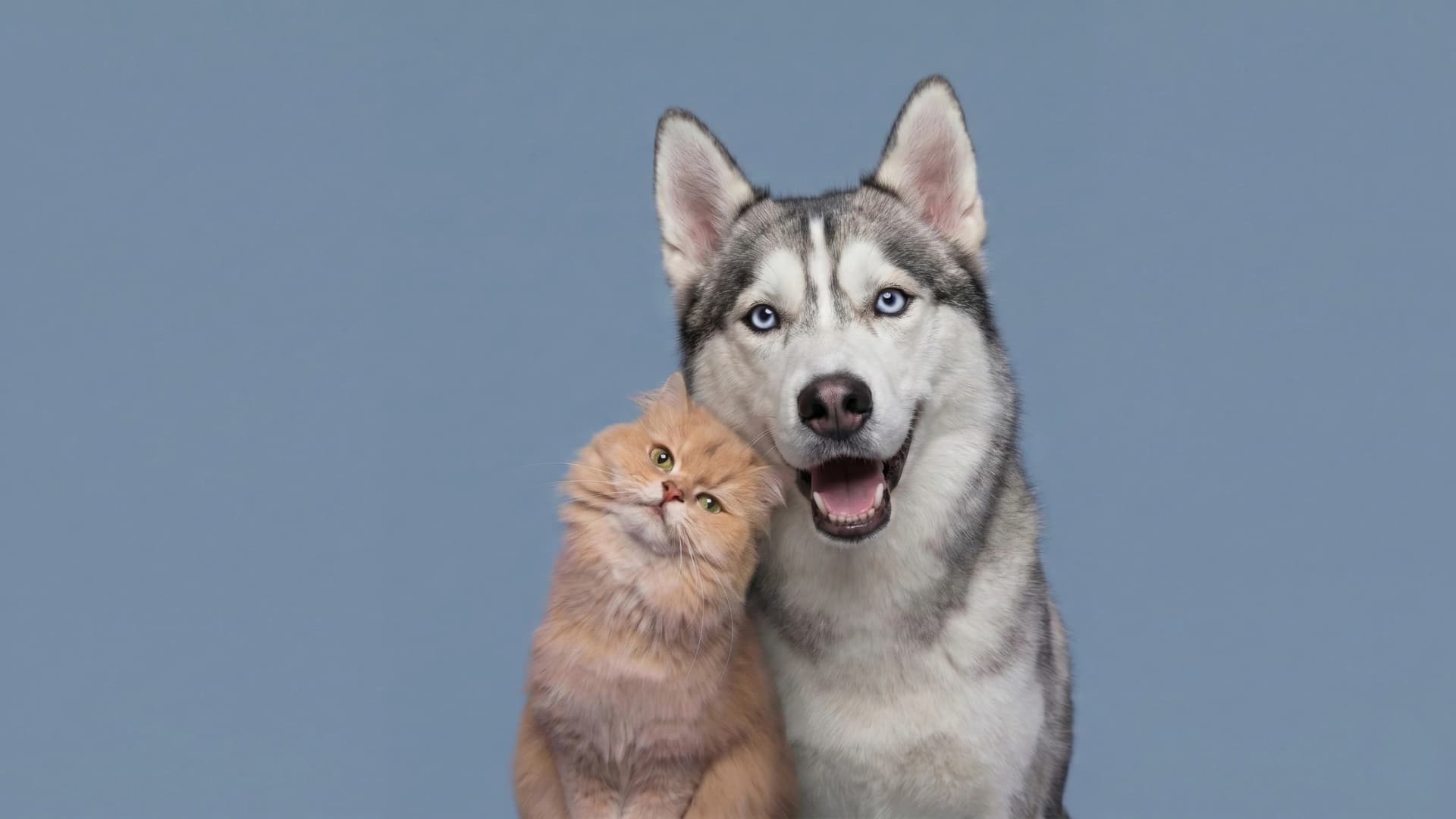 Otto's Corner Petshop — foto